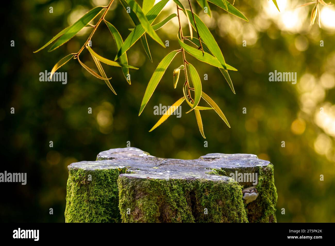 Round wooden cut shape for product display with green leves of  Cajuput leaves (Melaleuca cajuputi) Stock Photo