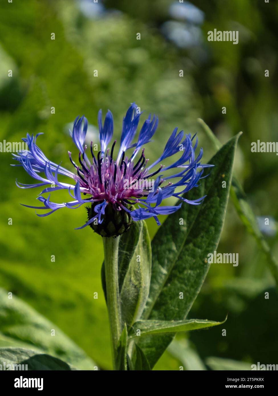 Close-up of blue inflorescence of mountain knapweed, Cyanus montanus Stock Photo
