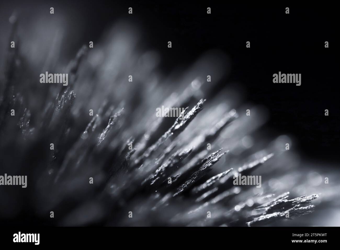 Reaction of iron dust to a strong Isolated. Visualisation of