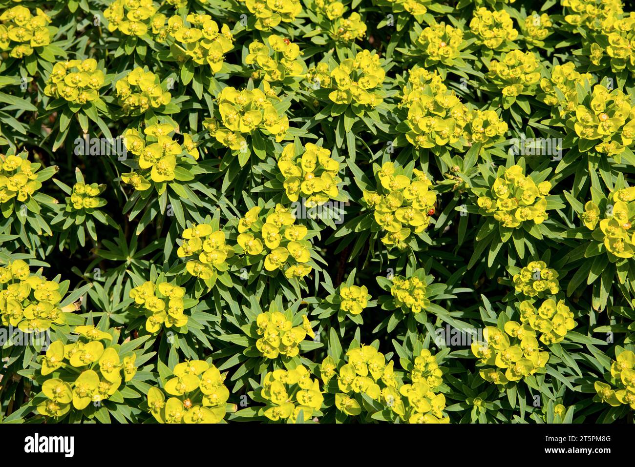 Euphorbe méditerranéenne (Euphorbia characias), euphorbe des guarrigues, en fleur - sud de la France / Mediterranean spurge (Euphorbia characias) Stock Photo