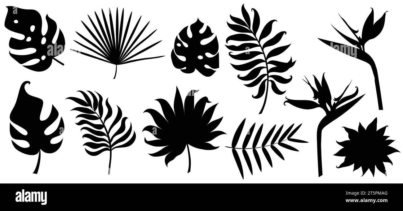 Silhouettes of different tropical leaves isolated on white Stock Vector ...