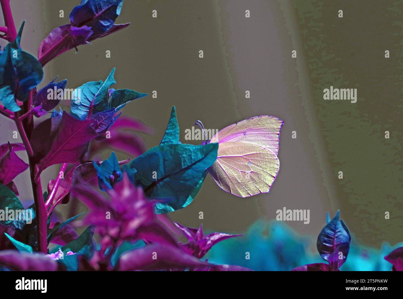 Butterfly and flower (Digital processing) Stock Photo
