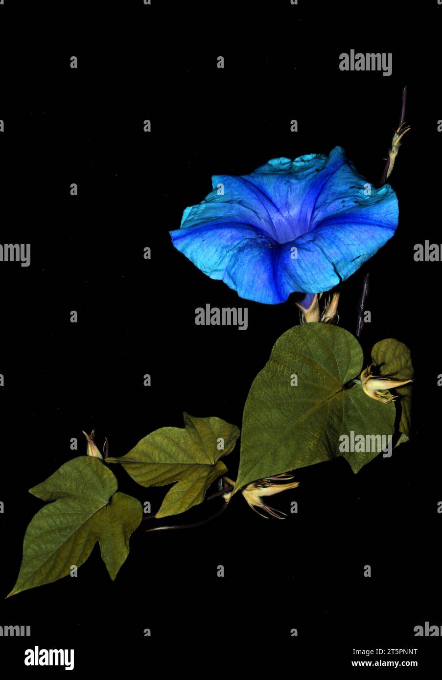 Morning glory heavenly blue (Digital processing) Stock Photo