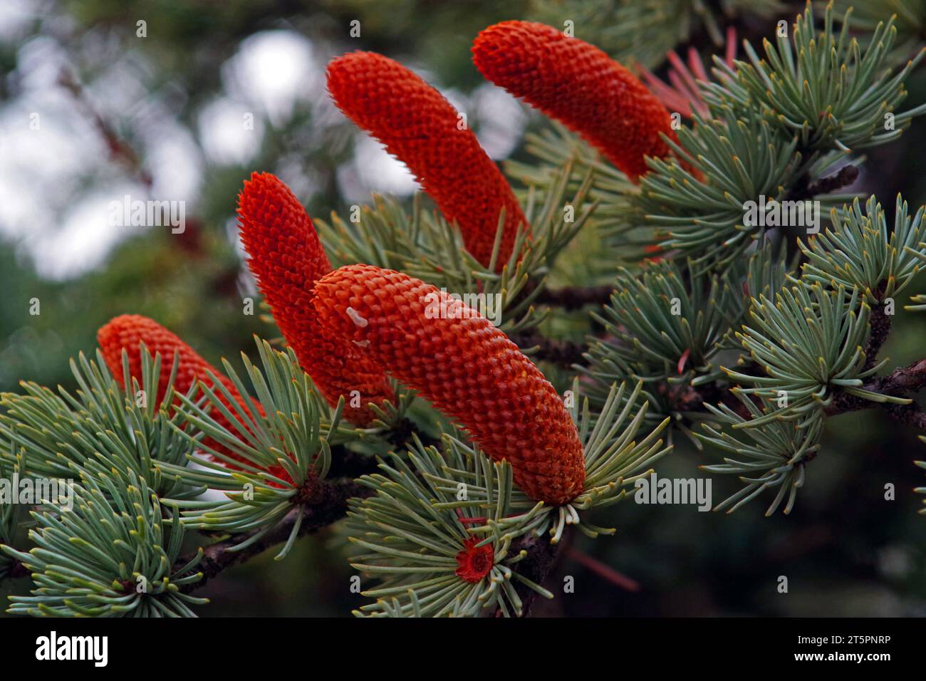 Fir-tree fruit close-up (Digital processing) Stock Photo