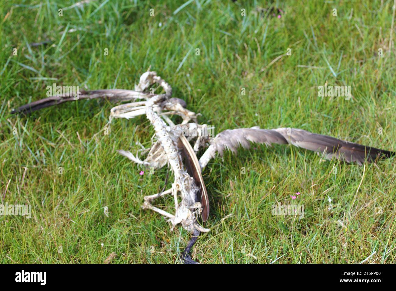 the carcass of a Seagull on the North Sea coast in the Netherlands Stock Photo