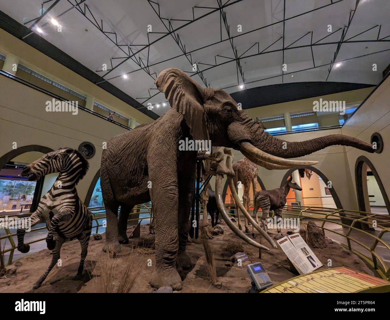 Nairobi, Kenya. 06th Nov, 2023. Prime Minister Petr Fiala visits the National Museum in Nairobi (pictured exposition), Kenya, November 6, 2023. The museum displays Sudan - the last northern white rhino, which spent most of its life in the Czech Republic and died in Kenya in 2018. Credit: Naegele Eliska/CTK Photo/Alamy Live News Stock Photo
