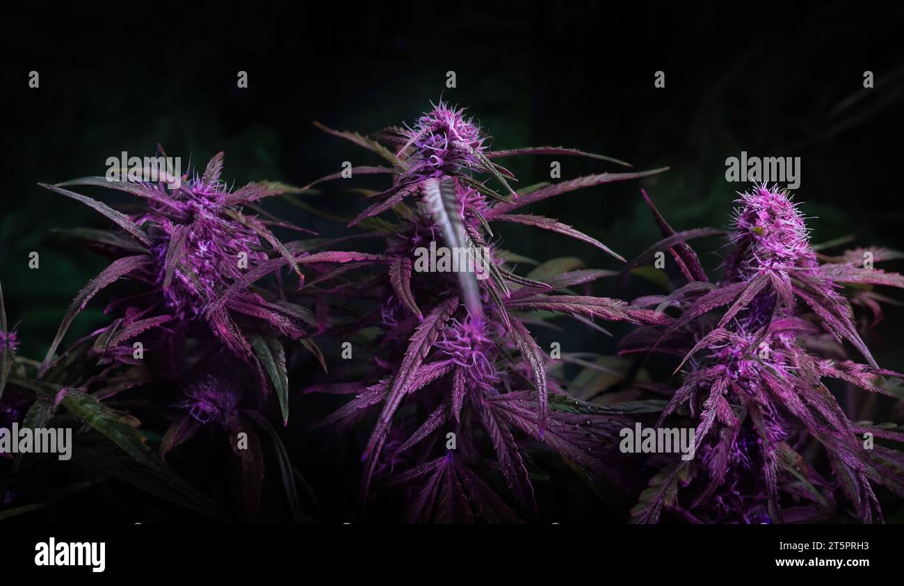 Purple Kush medical Marijuana forming flower buds against dark background Stock Photo