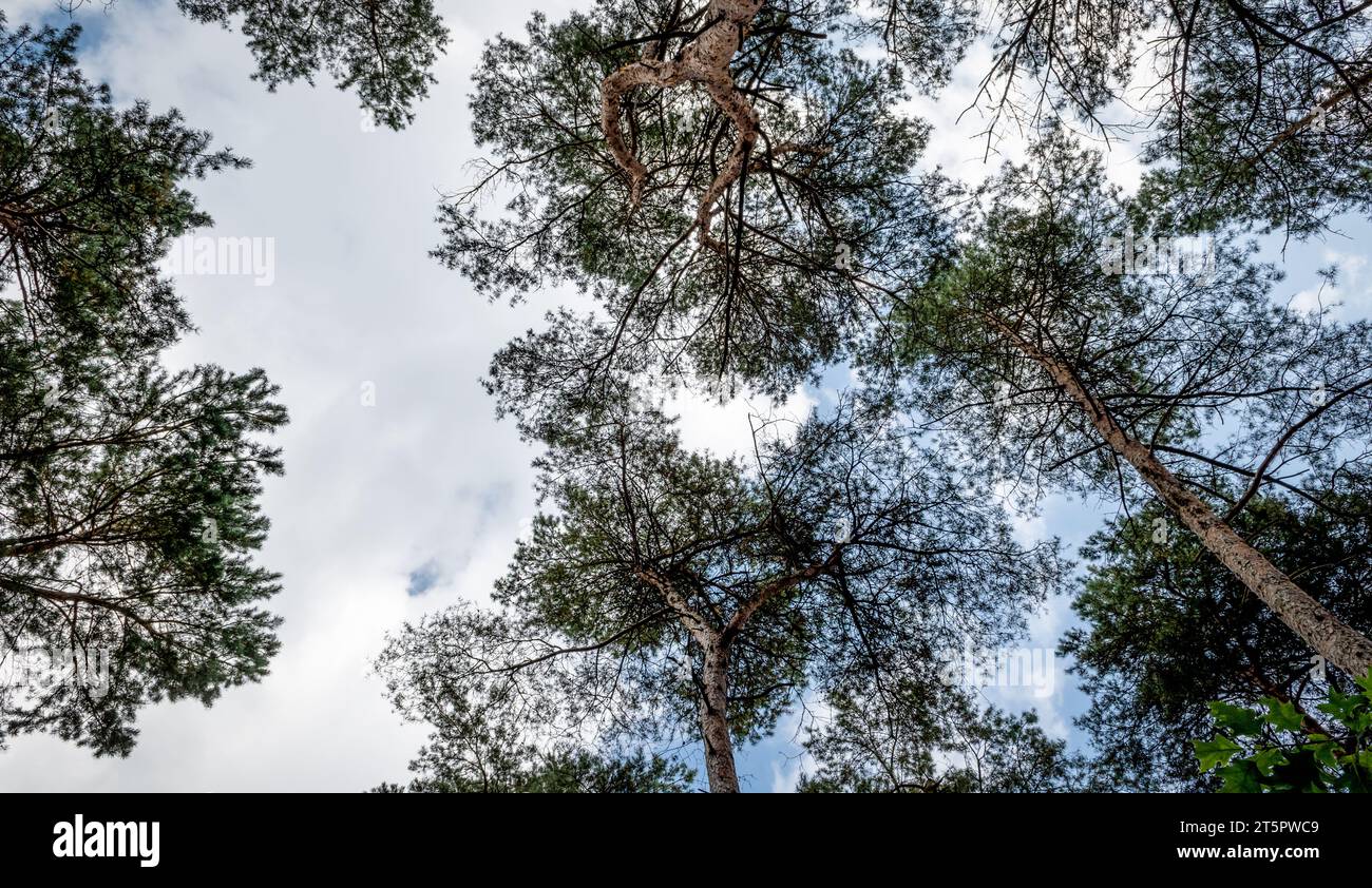 Low angle view of tall pine trees in forest of national park in Belgium. Stock Photo