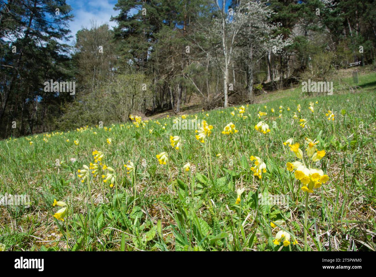 Die artentreichen Trockenwiesen des Naturschutzgebiets Laadel im Schaffhauser Randen Stock Photo