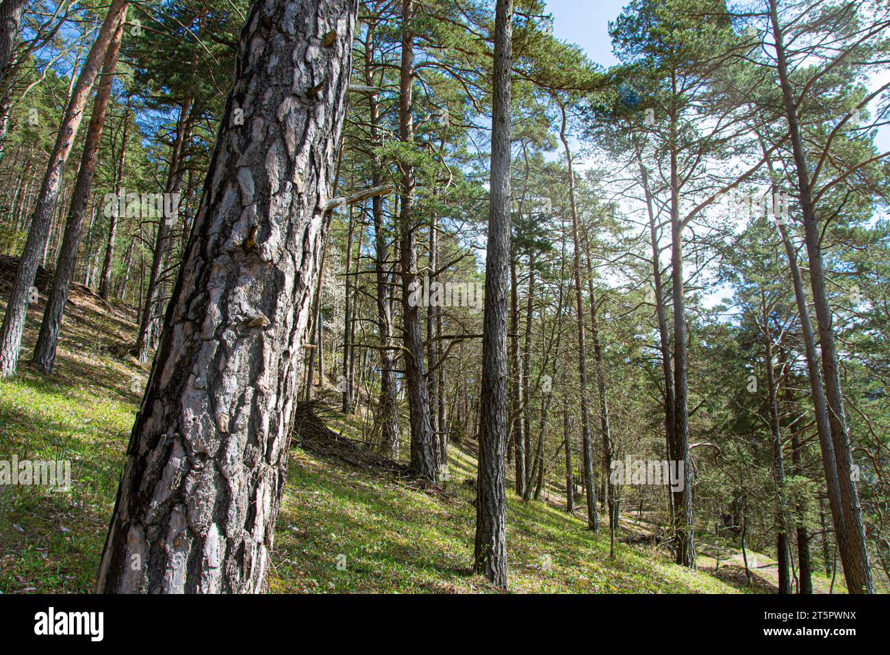 Die artentreichen Trockenwiesen des Naturschutzgebiets Laadel im Schaffhauser Randen Stock Photo