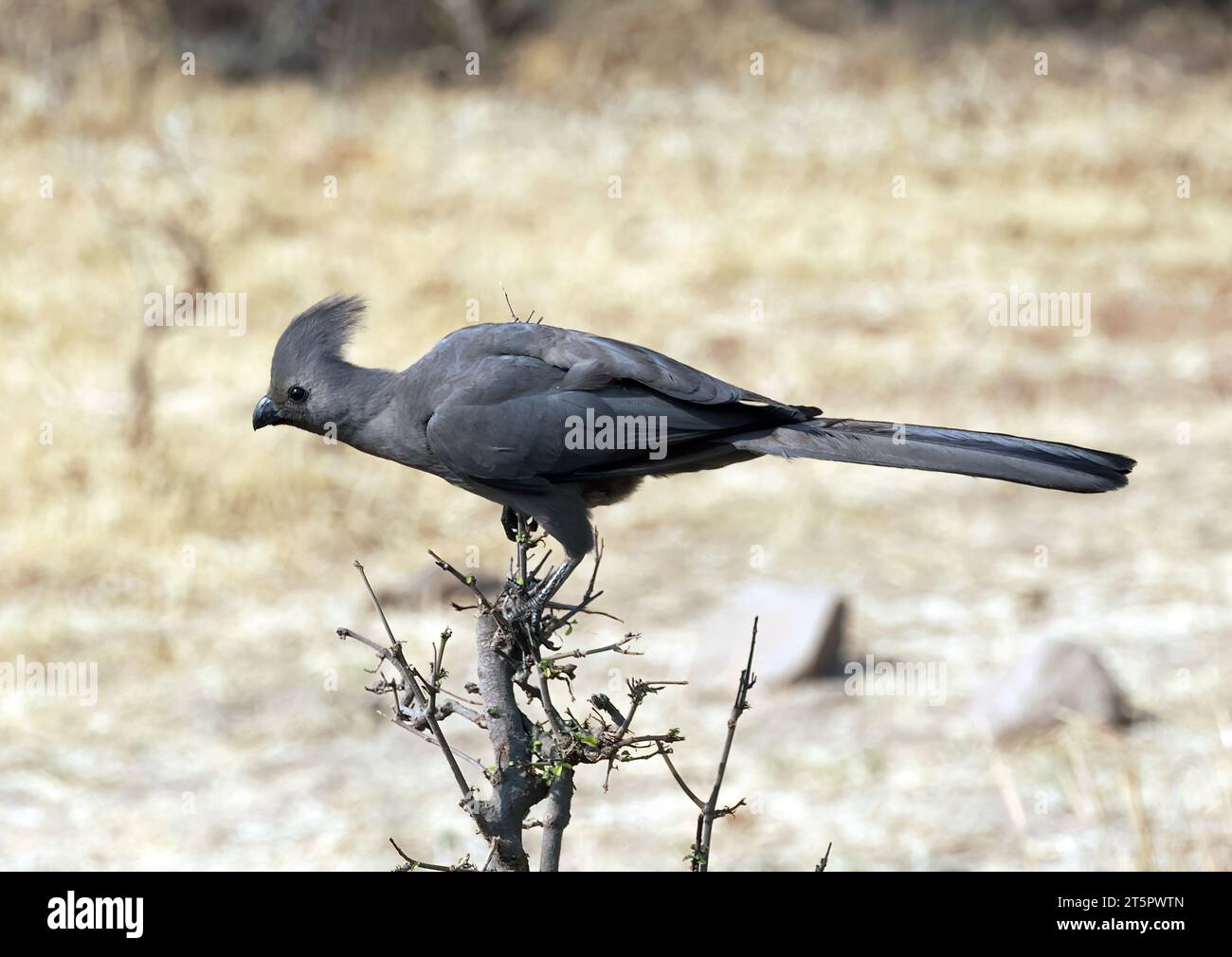 Grey go-away-bird, Graulärmvogel, Touraco concolore, Corythaixoides concolor bechuanae, barna lármásmadár, Zambezi National Park, Zimbabwe, Africa Stock Photo