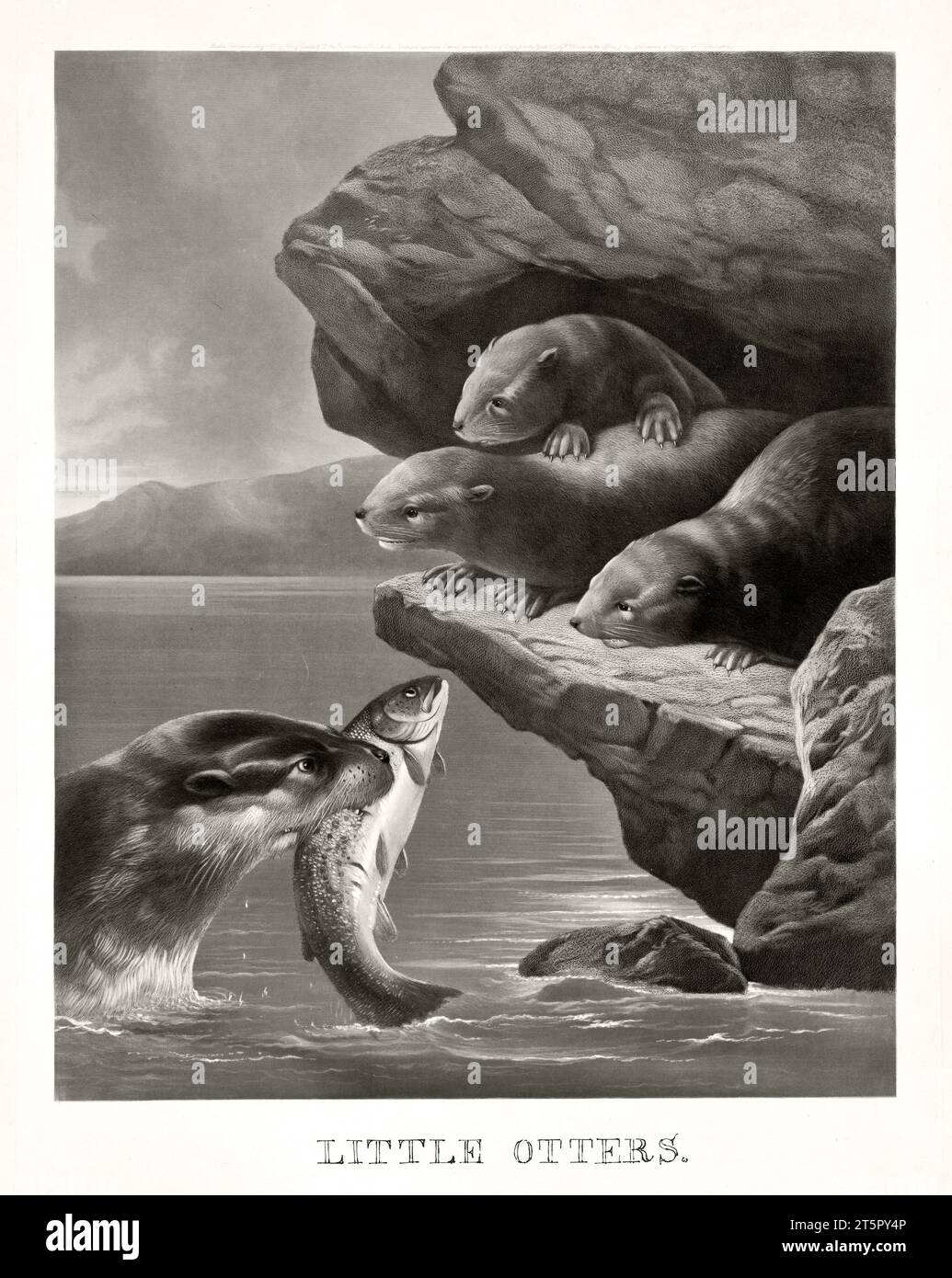 Old illustration of Otter feeding puppies. By unidentified author, publ. ca 1887 Stock Photo