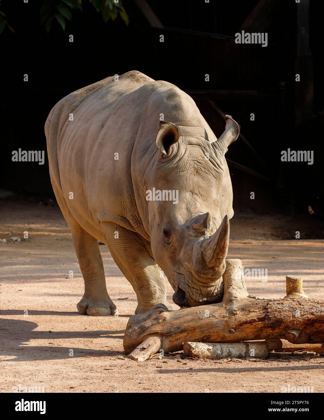 Ceratotherium simum (family: Rhinocerotidae) in a zoo. Common names: white rhinoceros, square-lipped rhinoceros. Stock Photo