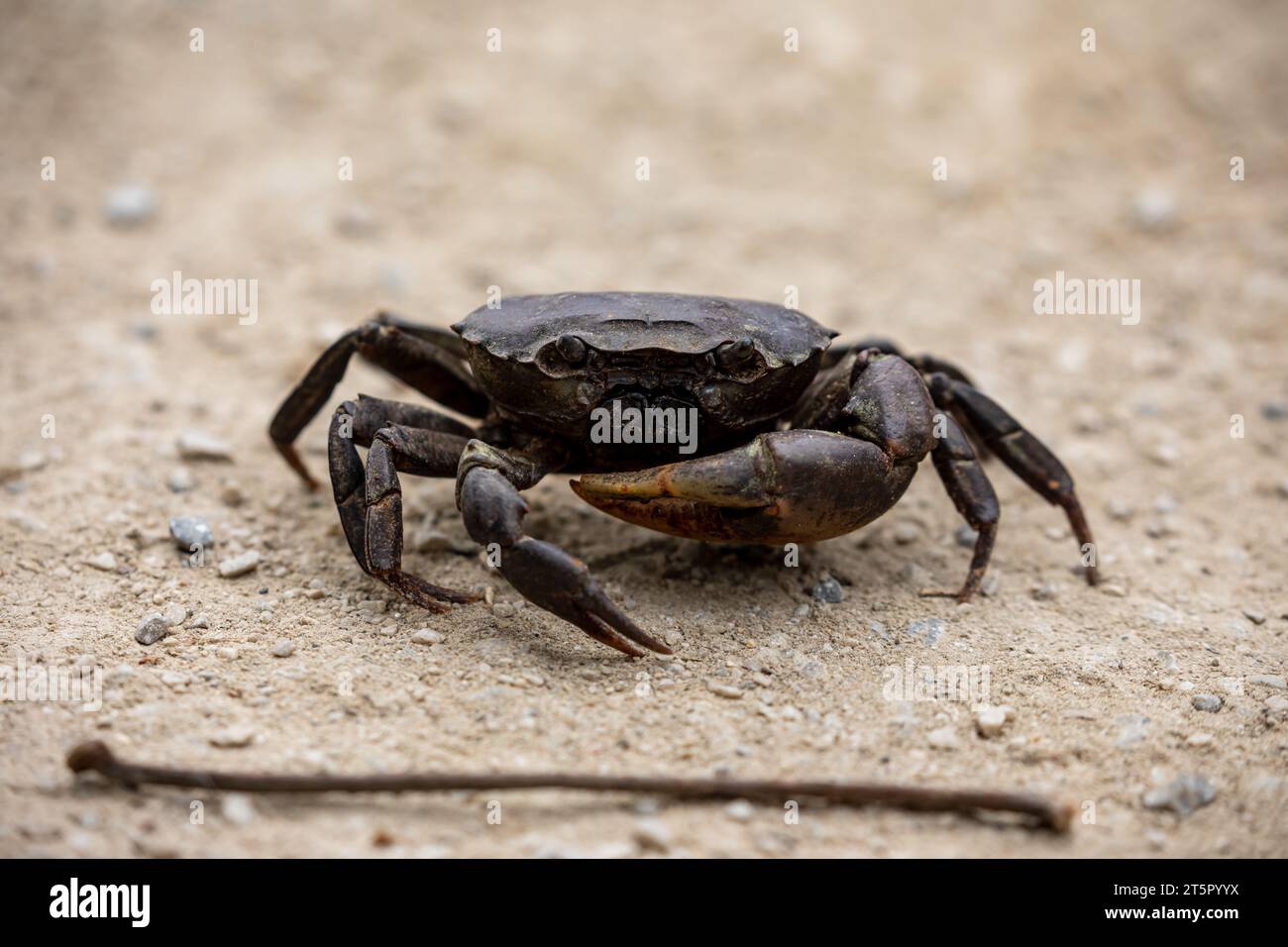 A Crab from the Forest in Vietnam Stock Photo