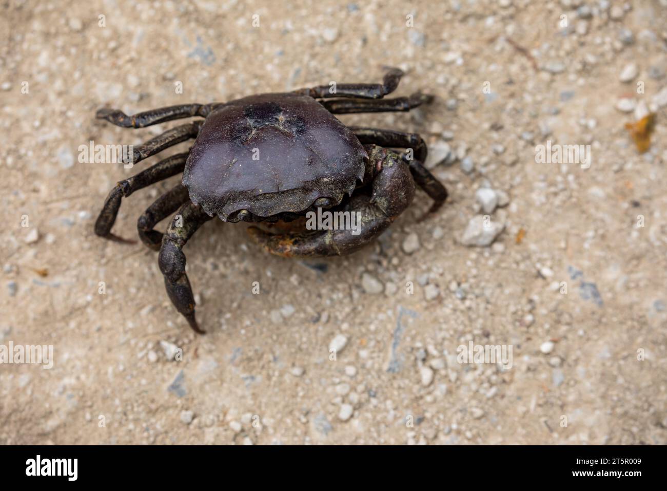 A Crab from the Forest in Vietnam Stock Photo