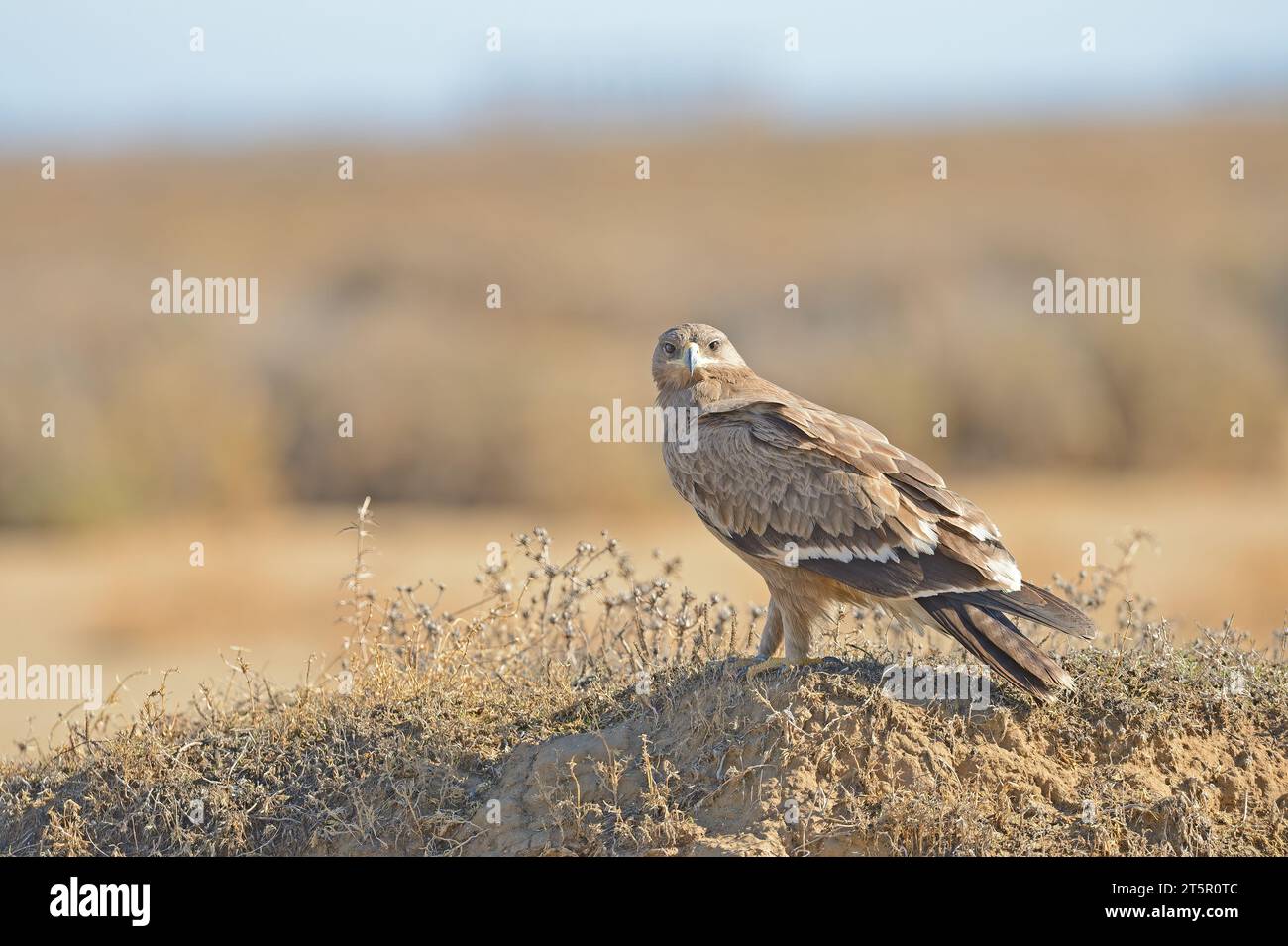 Steppe Eagle, Aquila nipalensis, sitting on grass in meadow, dried wetland plants in the background, Turkey. Stock Photo
