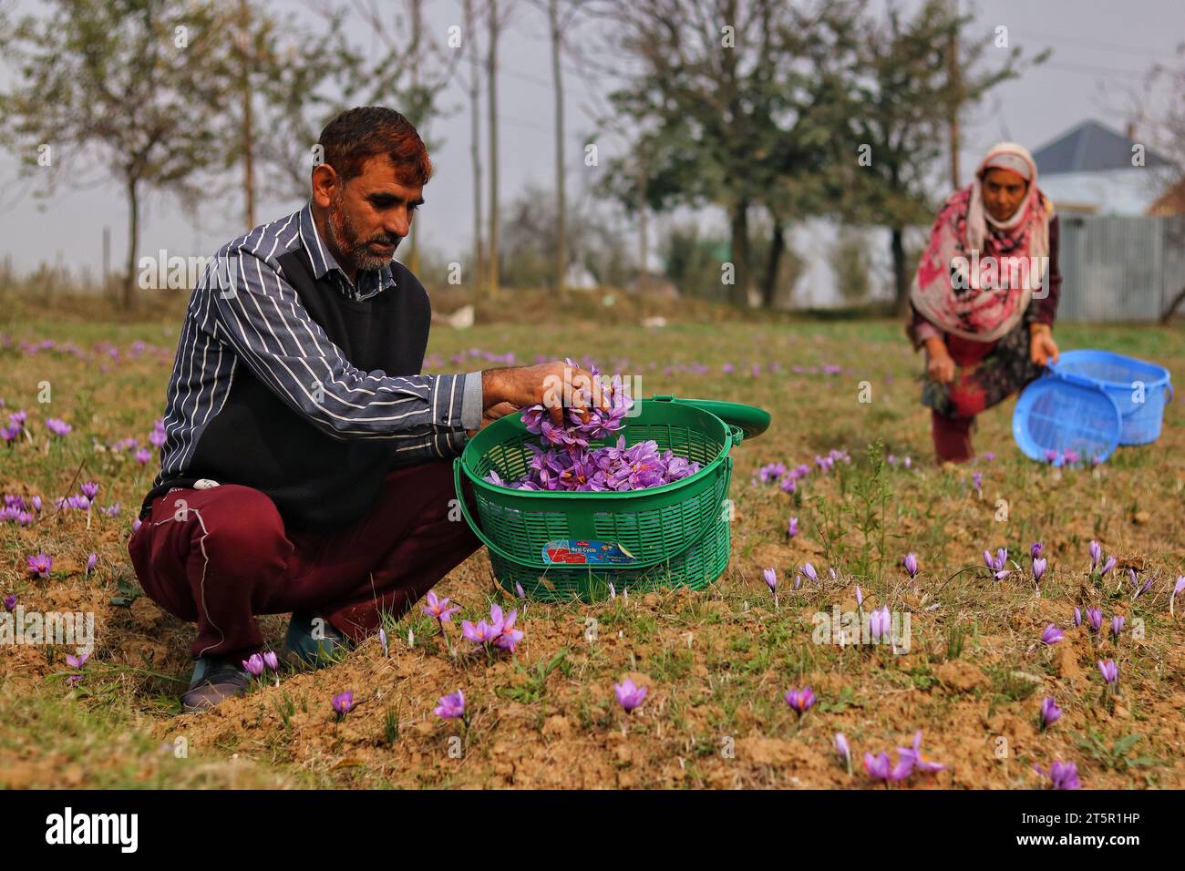 Srinagar Kashmir, India. 06th Nov, 2023. A man plucks saffron flowers as saffron harvesting