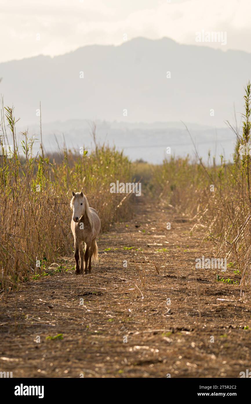 White and gray wild horse walking in front, on a road in mallorca balearic islands, in the background the tramuntana mountain range. Stock Photo