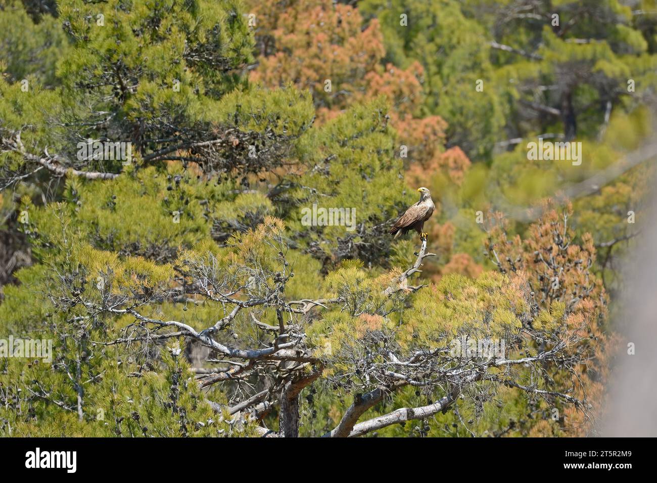 White-tailed Eagle on a dry tree branch. Stock Photo