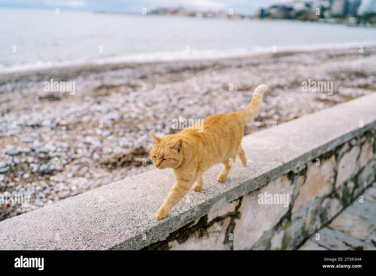 Ginger cat walks along a stone fence by the sea with its tail up Stock ...