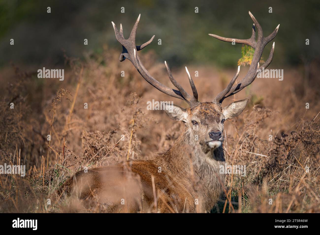 Old red stag deer lying in the bushes Stock Photo