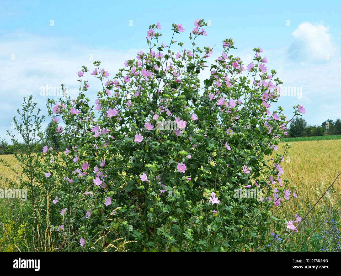 Malva thuringiaca (Lavatera thuringiaca) blooms in the wild in summer Stock Photo