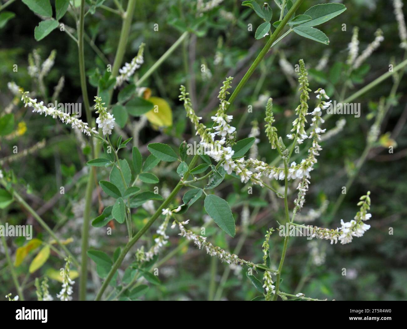 In the wild nature, a honey-bearing plant, the white melilot (Melilotus albus), blooms Stock Photo