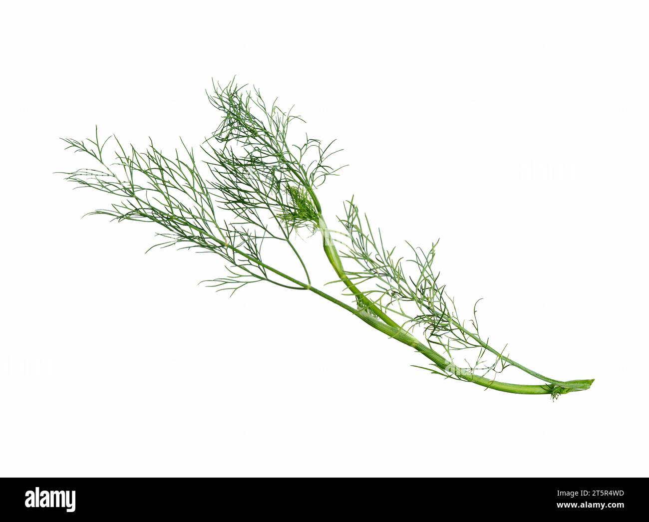 Dill bunch isolated on white background. Dill herb leaves. Flowering