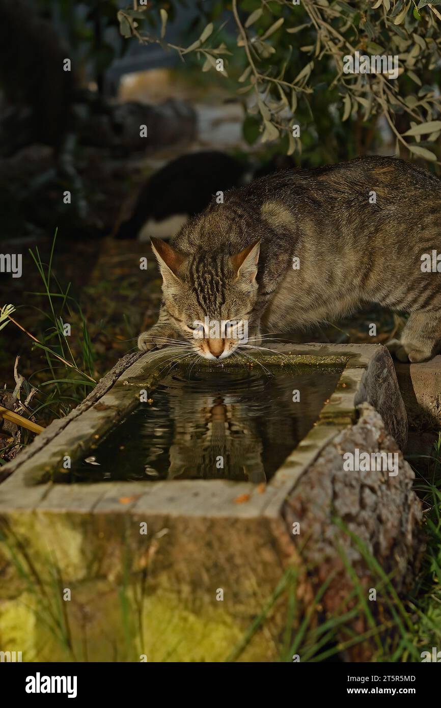 The thirsty cat drinks from the trough. Stock Photo