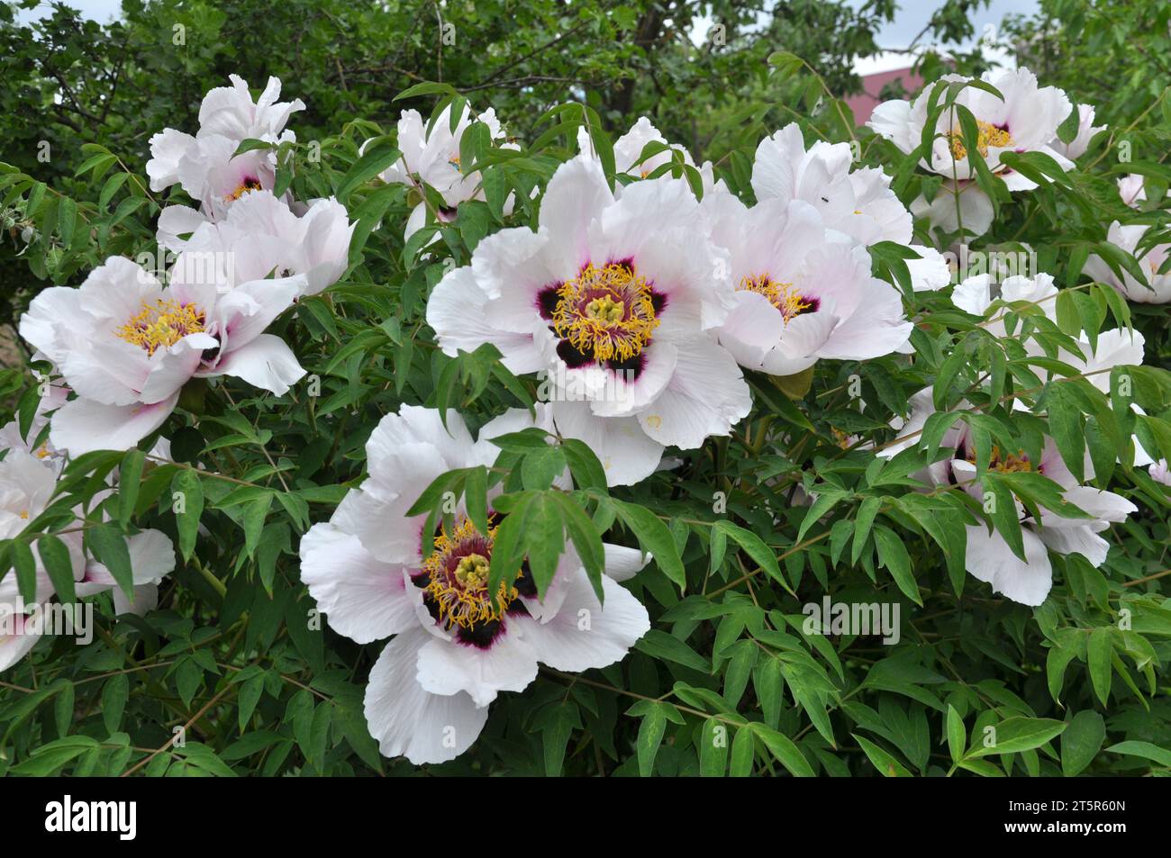 In the spring in the garden on the flowerbed peony blooms tree-like (Paeonia suffruticosa). Stock Photo
