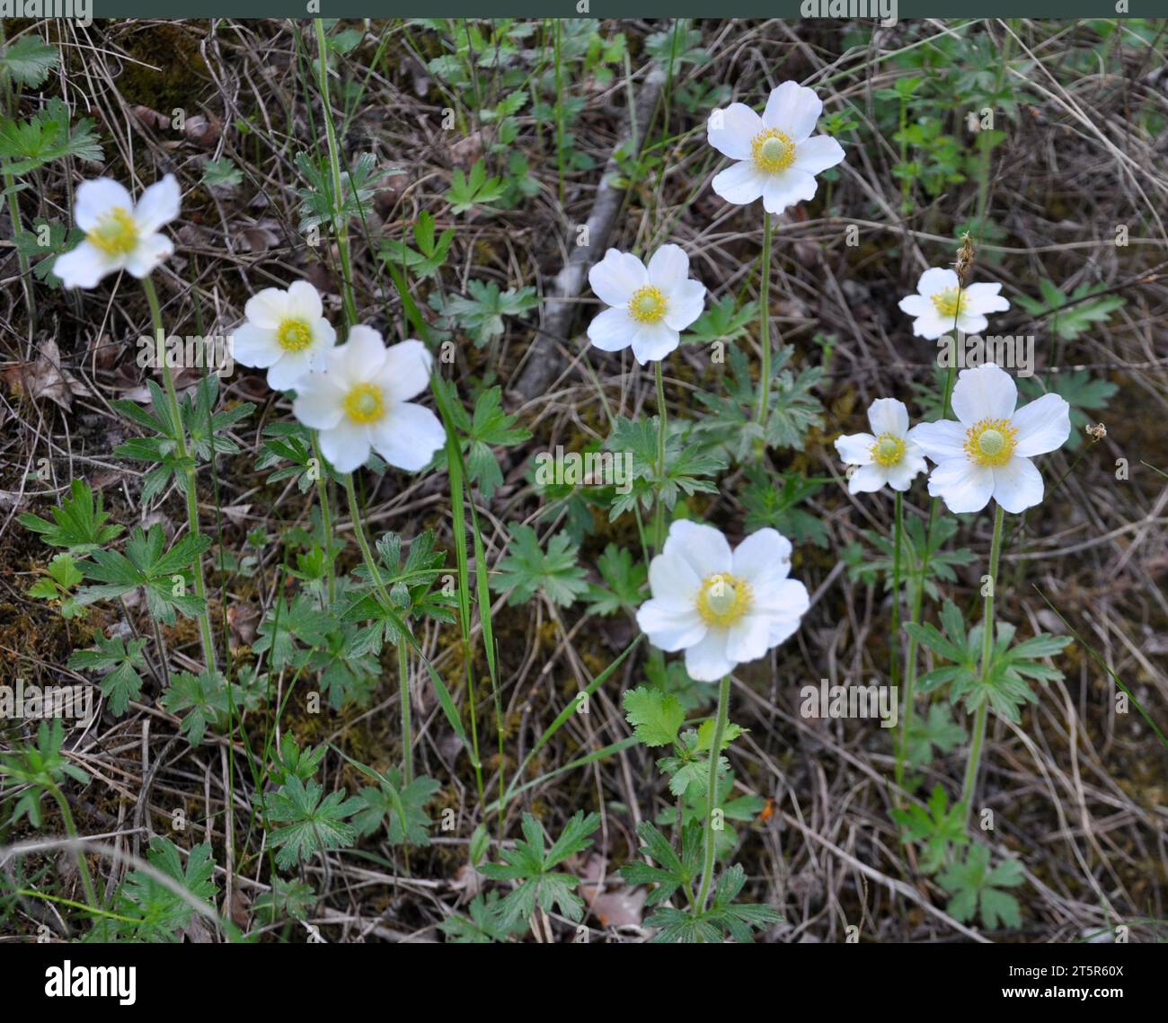 In spring in the wild, in the forest blooms Anemone sylvestris Stock Photo