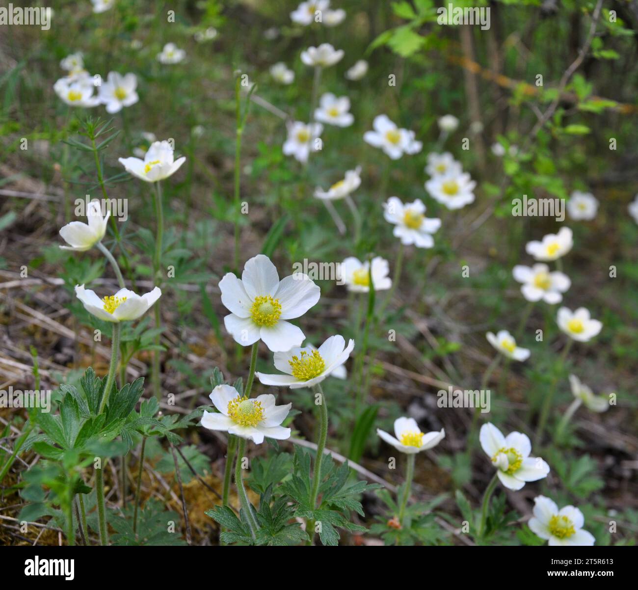 In spring in the wild, in the forest blooms Anemone sylvestris Stock Photo