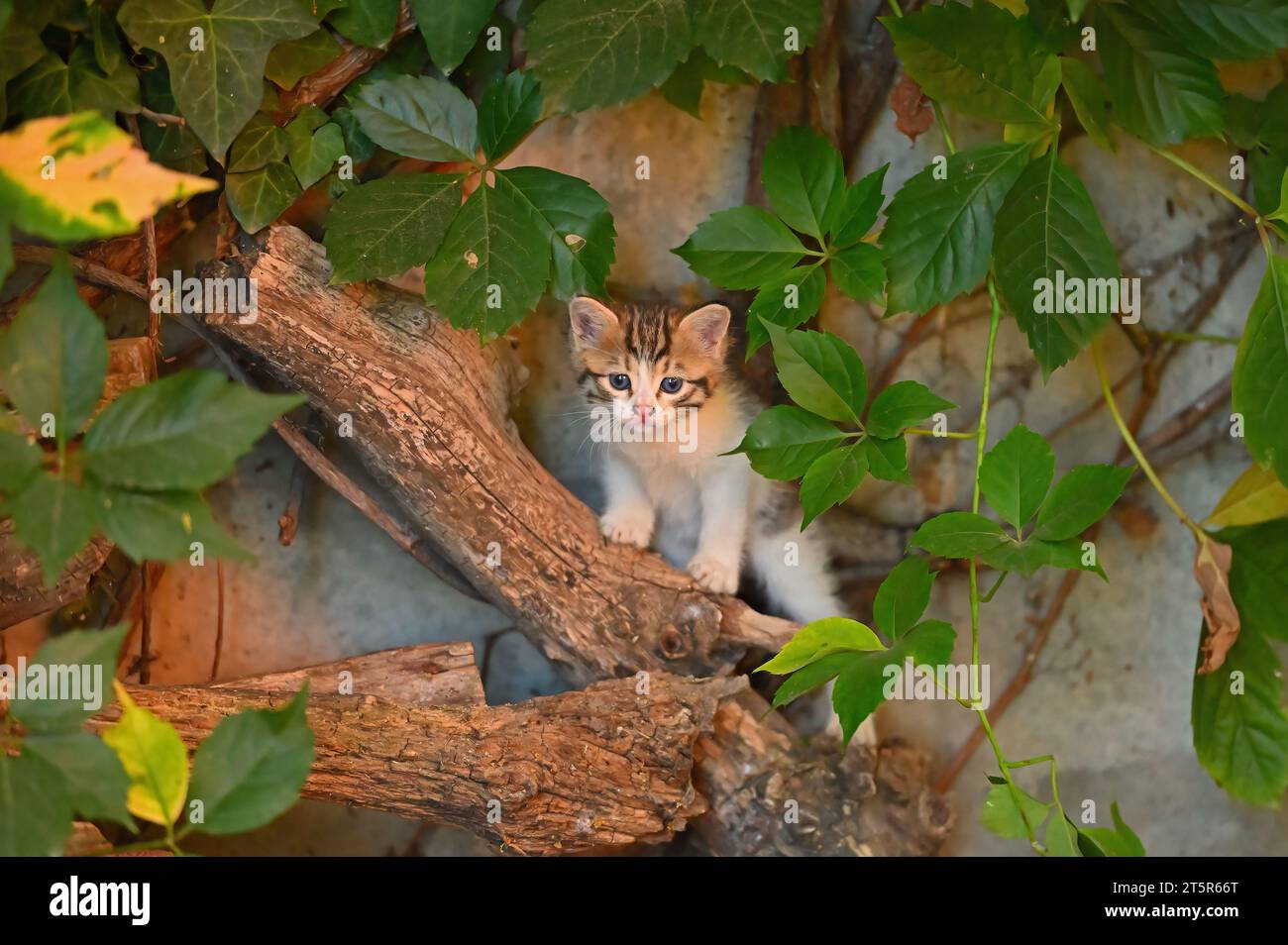 Tabby kitten in summer hi-res stock photography and images - Alamy