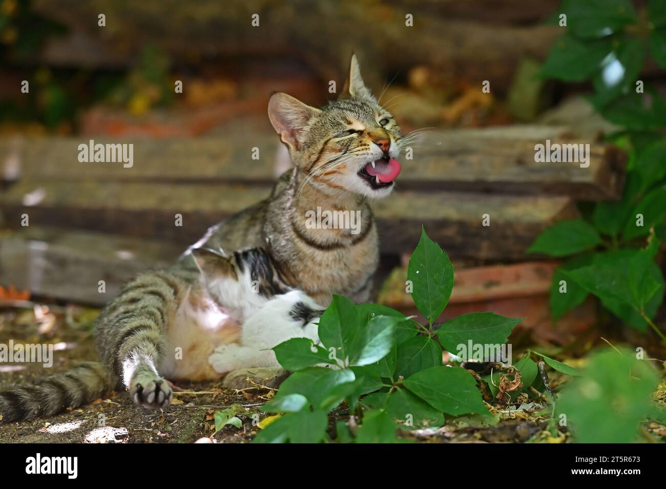 Mummy cat sticking out her tongue. Mummy cat nursing her kitten ...