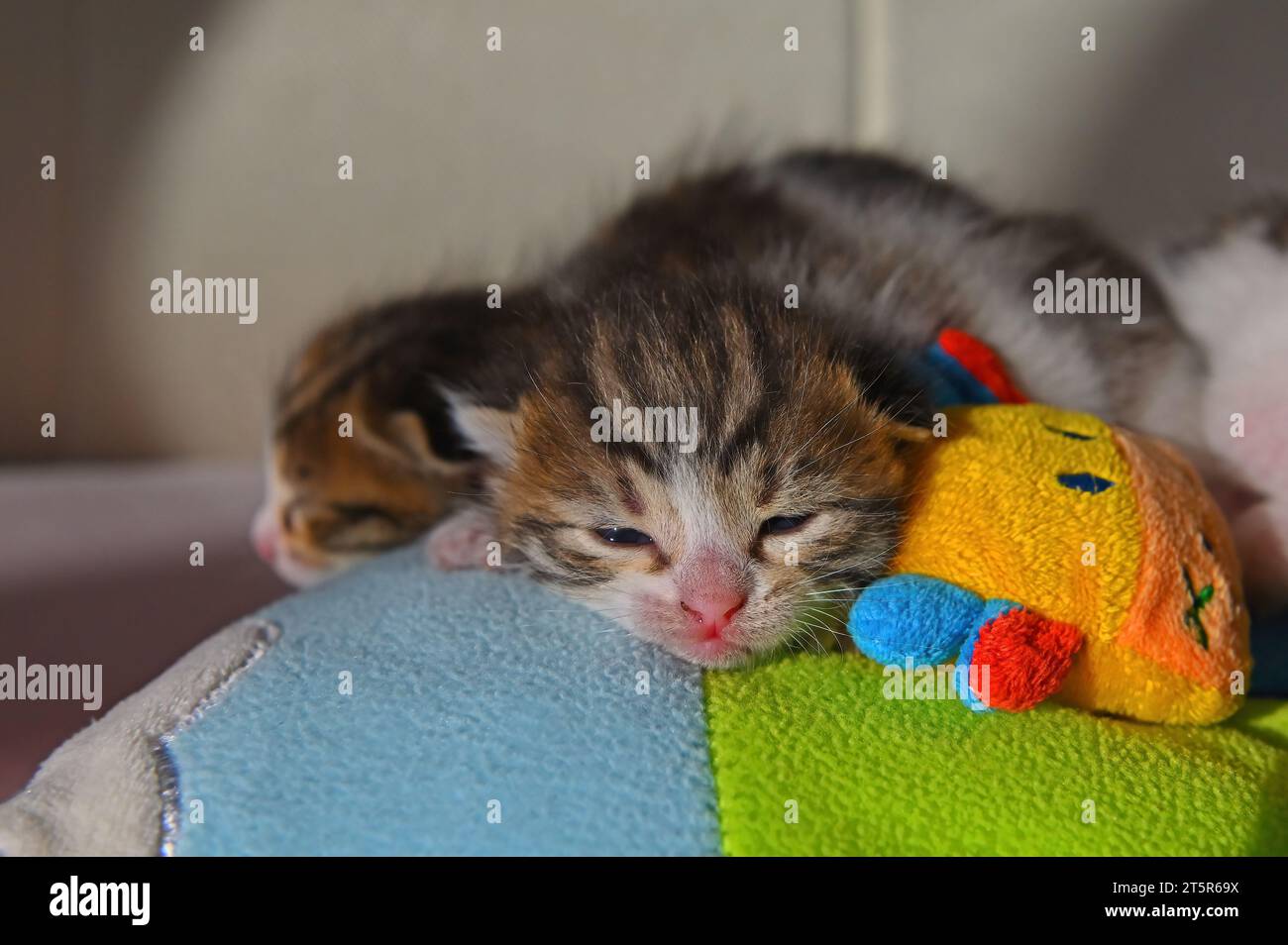 Two stray kittens are sleeping. Stock Photo