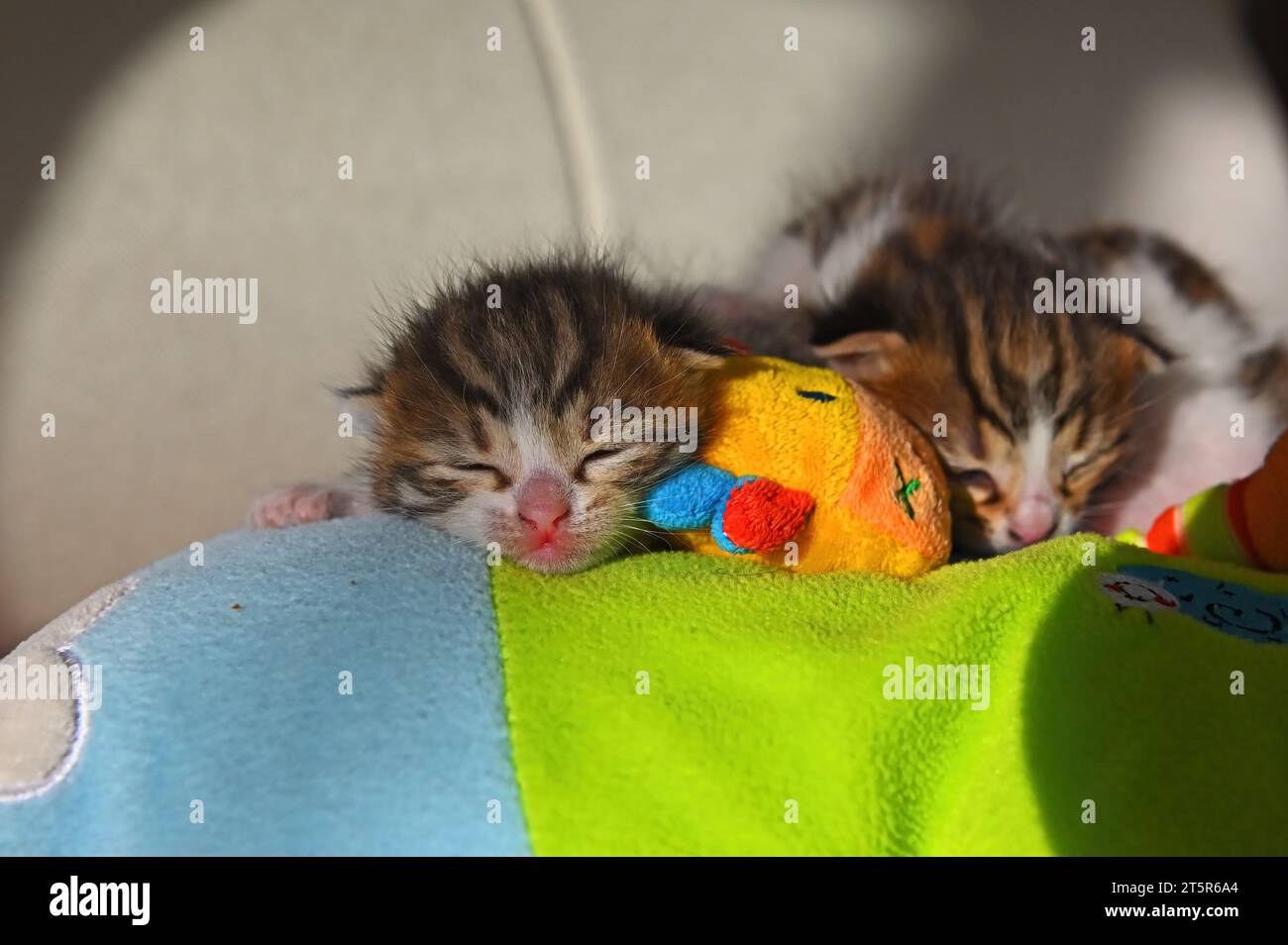 Two stray kittens are sleeping. Stock Photo