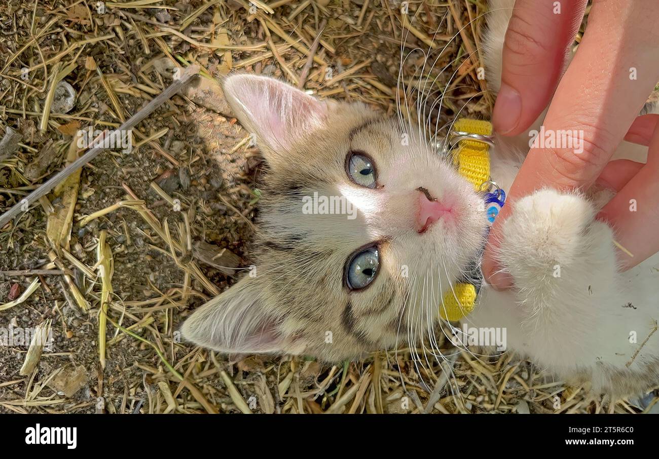 https://c8.alamy.com/comp/2T5R6C0/the-girl-is-playing-with-the-kitten-2T5R6C0.jpg