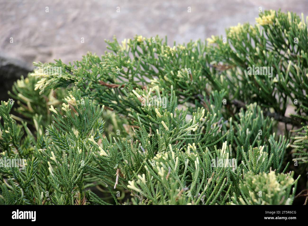 Horizontal juniper (Juniperus horizontalis) is often used in landscape design Stock Photo