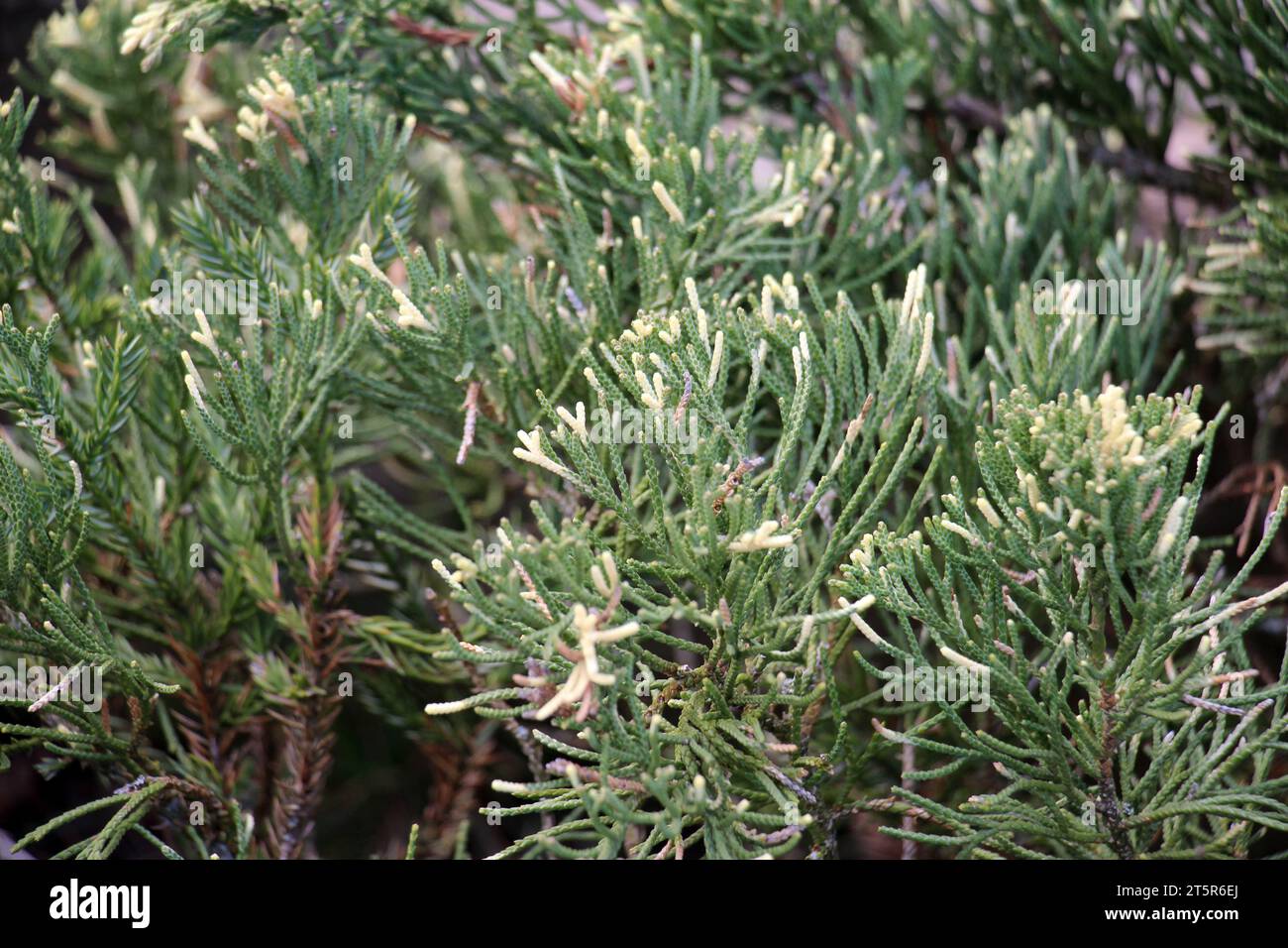 Horizontal juniper (Juniperus horizontalis) is often used in landscape design Stock Photo