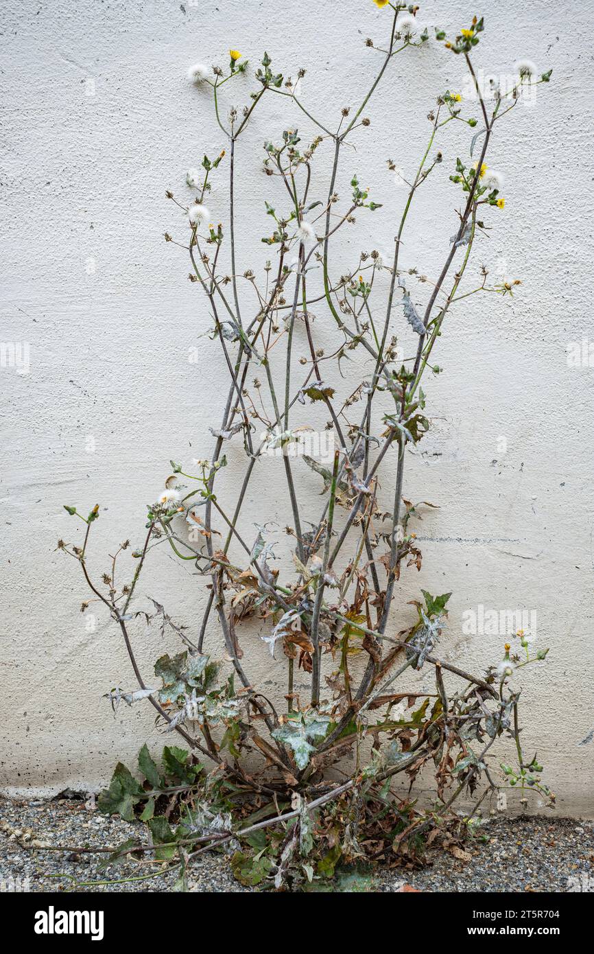 Semi-dried thistle, common sowthistle, Sonchus oleraceus, in front of a whitewashed wall. Stock Photo