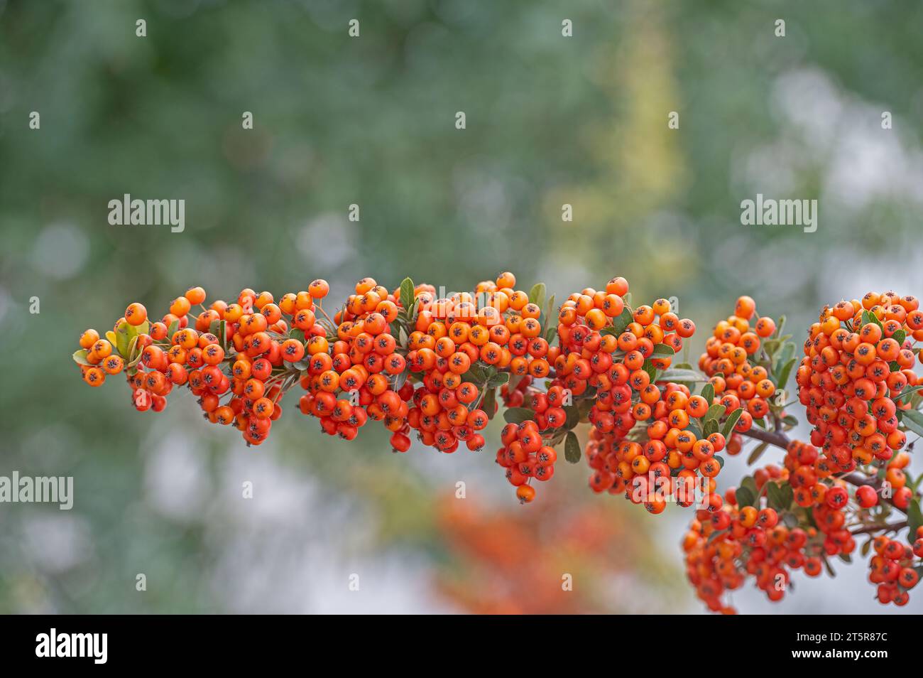 Pyracantha Firethorn orange fruits with green leaves. Stock Photo