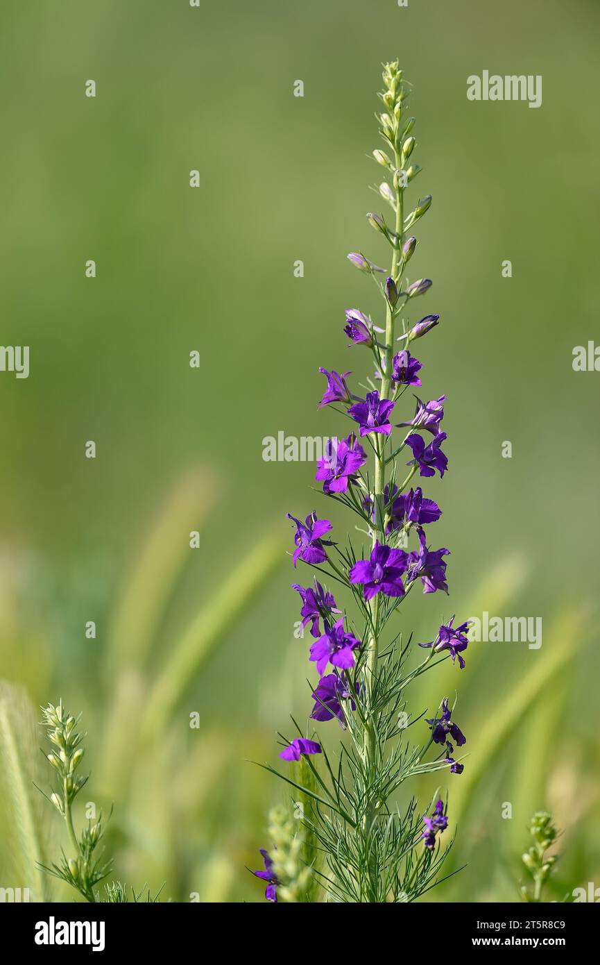 Consolida regalis. Delicate inflorescences. Beautiful flower abstract background of nature. Summer landscape. Field consolidation. Stock Photo