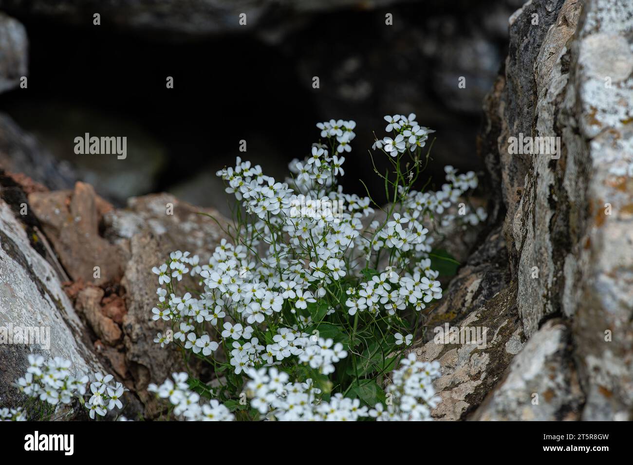 Arabis caucasica arabis mountain rock cress springtime flowering plant, causacian rockcress flowers with white petals in bloom, green leaves Stock Photo
