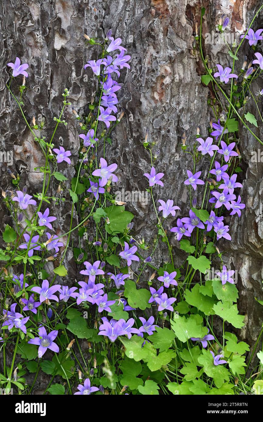 Beautiful blue flowers of Campanula cymbalaria and Aubrieta in a flower bed. Stock Photo