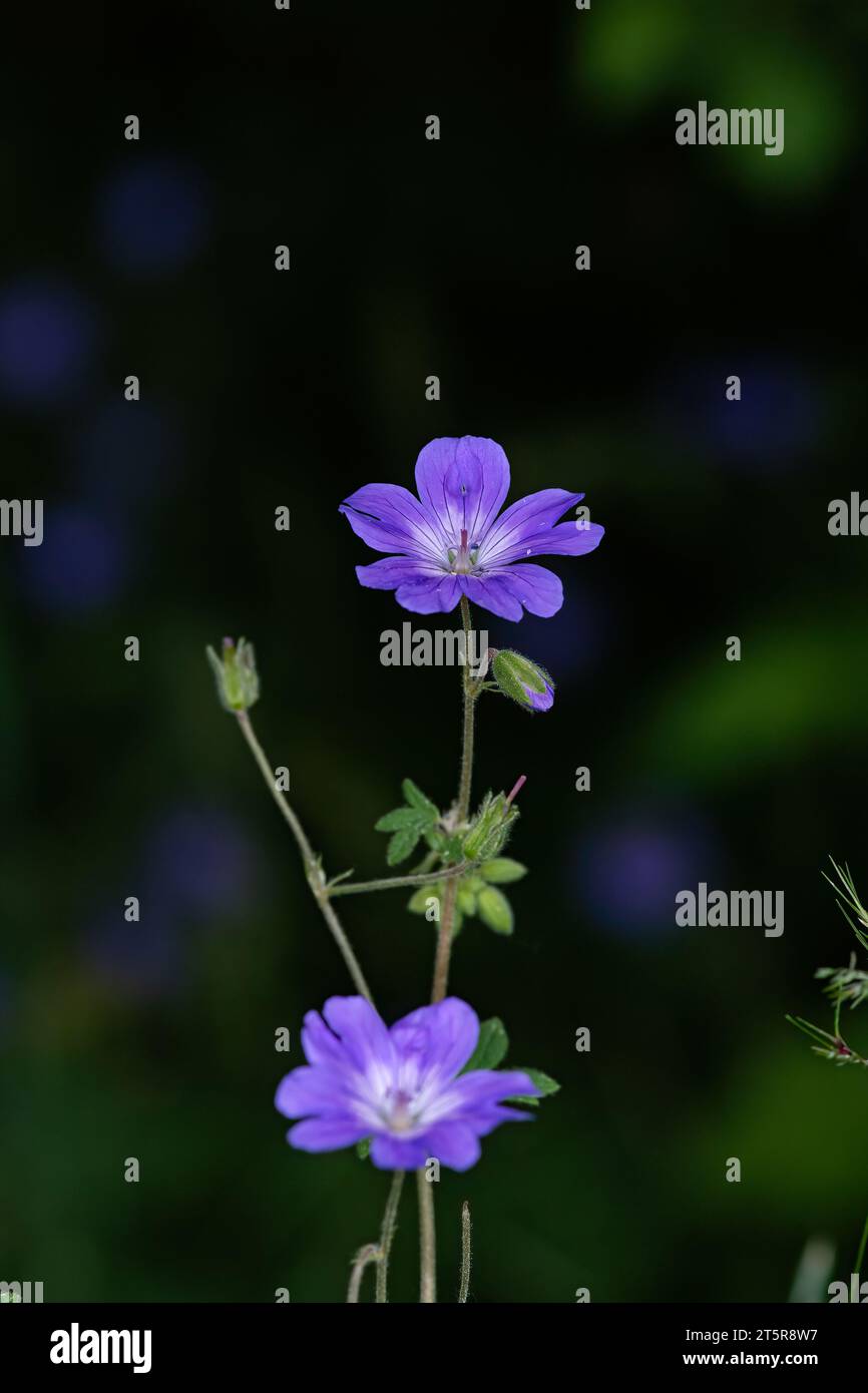 Geranium collinum flower close up Stock Photo
