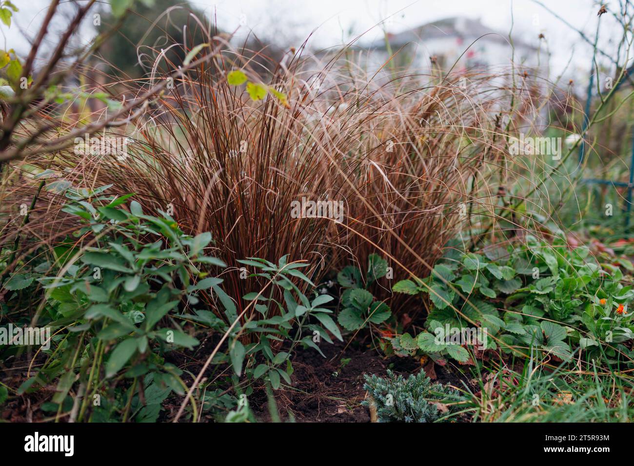 Bronze hair sedge. Carex growing in fall garden on flower border. New Zealand Hair Sedge. Ornamental grass Stock Photo