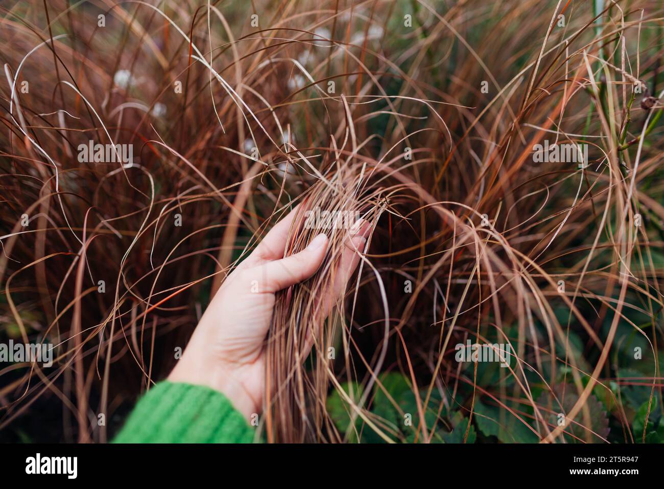 Bronze hair sedge. Carex growing in fall garden on flower border. New Zealand Hair Sedge. Ornamental grass. Gardener touching leaves Stock Photo