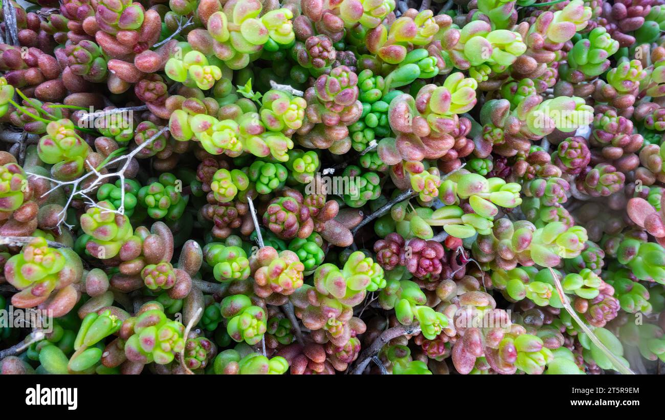 Stonecrop or Sedum rock or Sedum rupestre is a species of succulent plant from the genus Sedum of the family Crassulaceae. Stock Photo