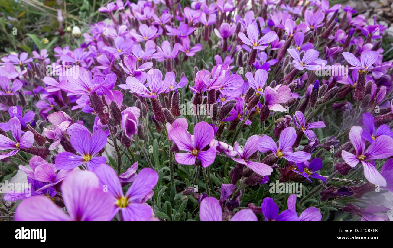 Blooming Aubrieta hybrida. A group of small purple Aubrieta hybrida flowers. Cruciferae. Cascade Blue. Aubrieta Royal Violet Stock Photo