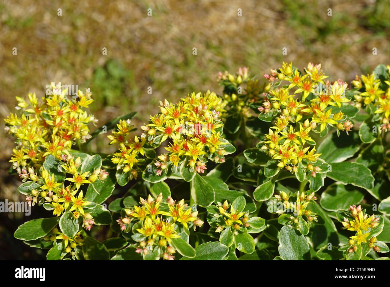Flowering Russian Stonecrop (Sedum kamtschaticum variegatum). Family Crassulaceae. Dutch garden, Summer, July Stock Photo